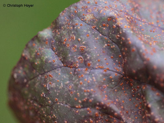 Rübenrost (Uromyces betae) an Roter Bete