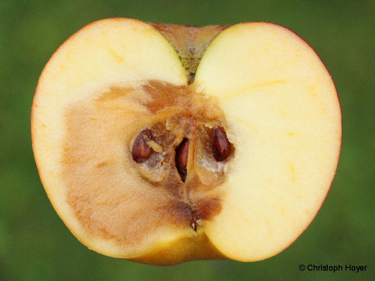 Apfel - Fruchtfäulen im Lager