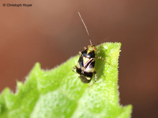 Gurke - Weichwanze (Liocoris tripustulatus)
