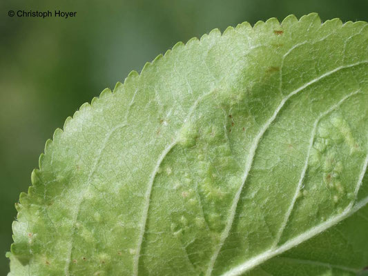 Pockengallmilbe an Apfel (Eriophyes mali Syn. Phytoptus mali) - Schadbild Blattunterseite