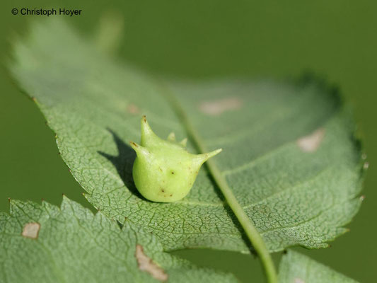Galle von Diplolepis nervosa an Rosa canina 