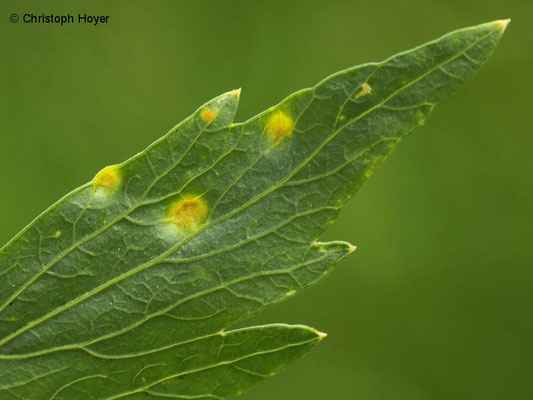 Rost (Puccinia bornmuelleri) an Liebstöckel (Levisticum officinale) 