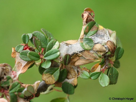 Mispelwickler an Cotoneaster - Schadbild