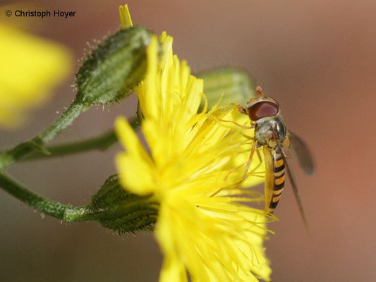 Hainschwebfliege (Episyrphus balteatus)
