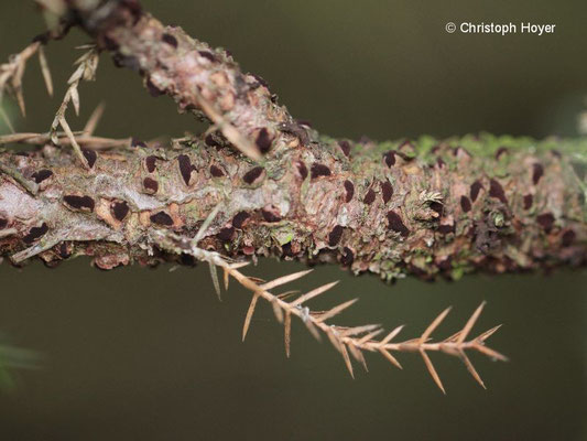 Wacholderblasenrost (Gymnosporangium sabinae) 