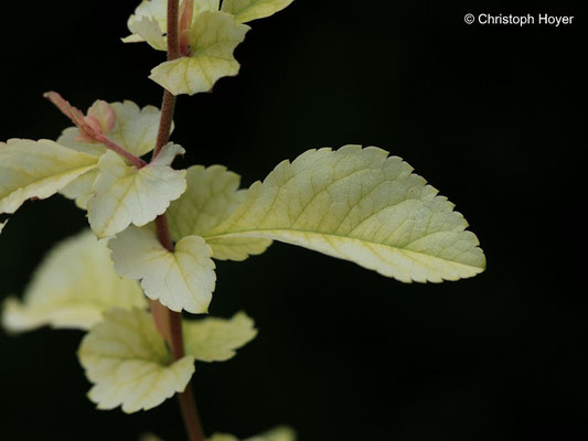 Chlorose an Scheinquitte