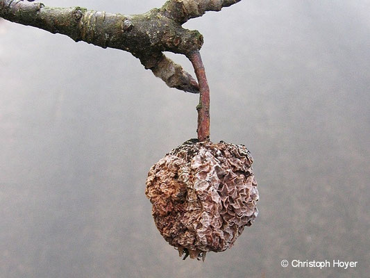 Monilia-Fruchtfäule an Apfel - Fruchtmumie im Winter