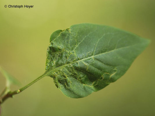 Gallmilben an Flieder (Syringa vulgaris) - Schadbild