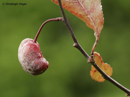 Blutpflaume (Prunus cerasifera 'Nigra') - Narren oder Taschenkrankheit (Taphrina pruni)
