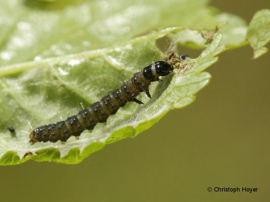 Grauer Knospenwickler (Hedya nubiferana) an Apfel - Larve
