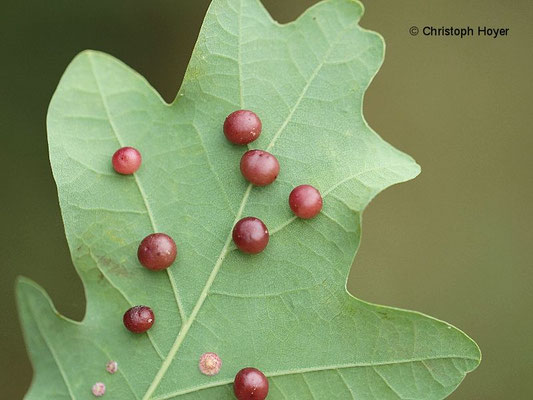 Gallapfel - Schadbild - Cynips quercusfolii