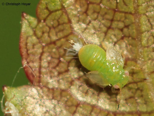 Blattsauger (Cacopsylla melanoneura) an Weißdorn - Larve 