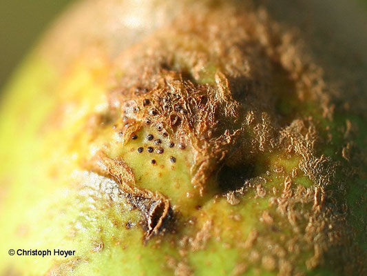 Birnengitterrost (Gymnosporangium sabinae) an Birne  - Schadbild Frucht