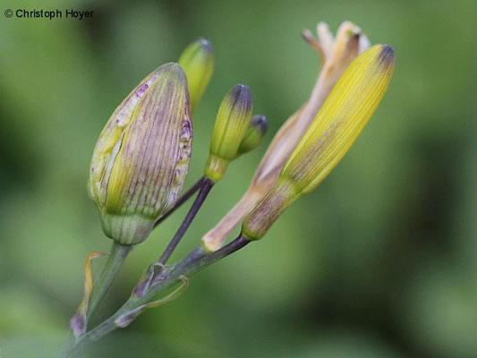 Knospengallmücke (Contarinia quinquenotata) an Taglilie (Hemerocallis spec.) - Schadbild