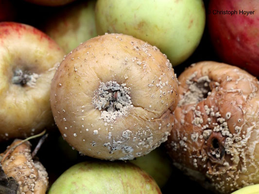 Monilia-Fruchtfäule an Apfel