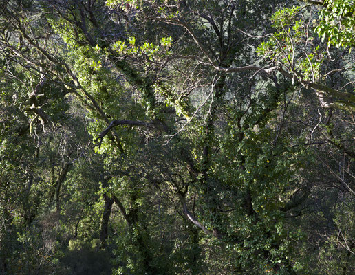 Wald I Forest ©ellen bornkessel