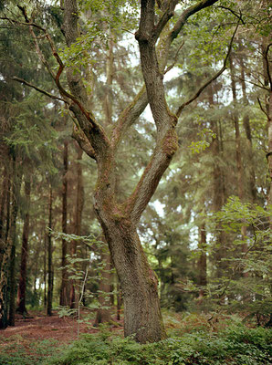 ©ellen bornkessel-from the series "Forest"