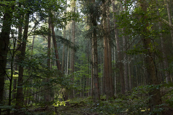 Wald I Forest ©ellen bornkessel