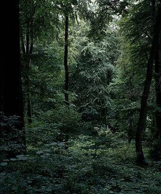 Wald I Forest ©ellen bornkessel