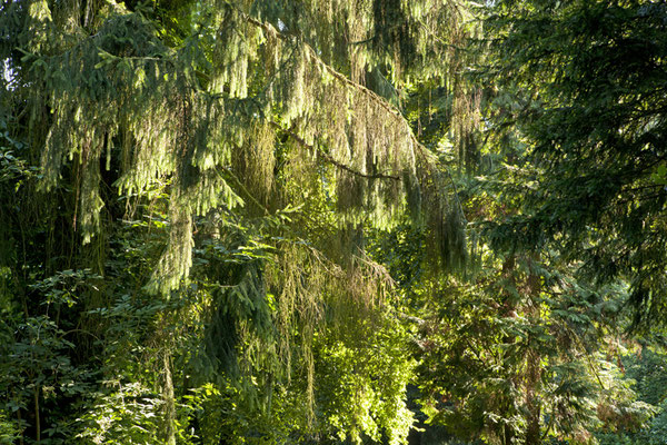 Waldfotografie I Embassy of Trees I Ellen Bornkessel
