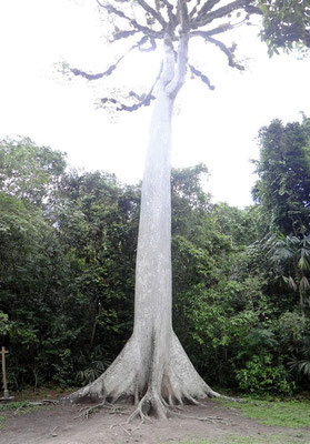 Ceiba der heilige Baum der Maya