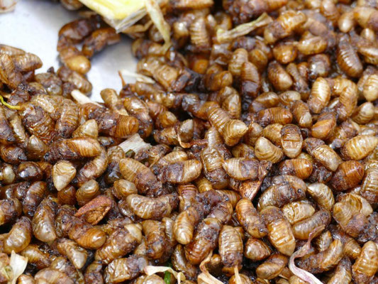 Insekten reines Protein. Ist zwar etwas gewöhnungsbedürftig. Den Indianern schmeckts.😕