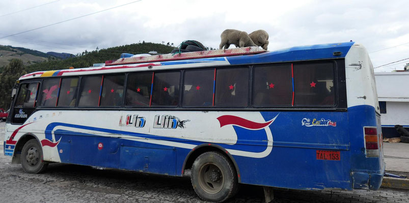 Der  Bus als Transportmittel für Mensch und Tier