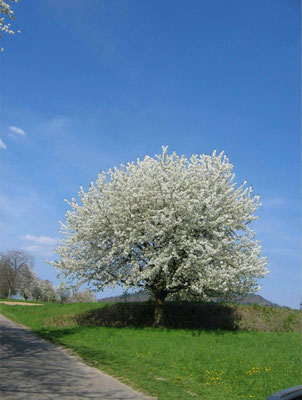 Kirschbaum in voller Blüte