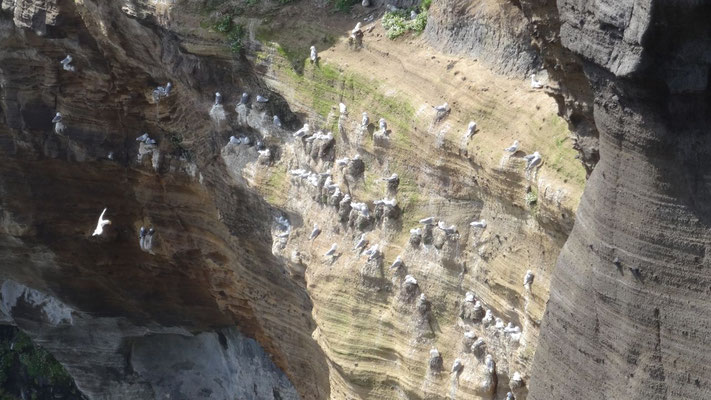 mouettes tridactyles sur les falaises de Londragar