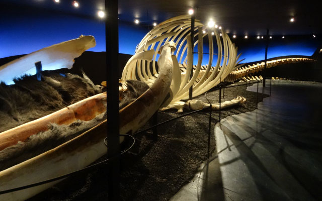 Musée des baleines