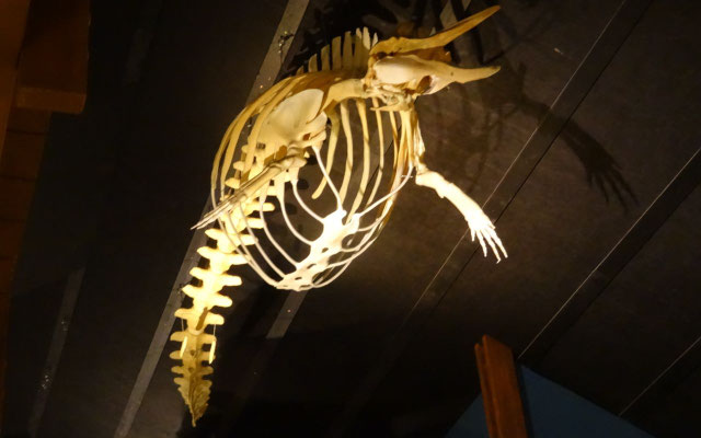 Musée des baleines