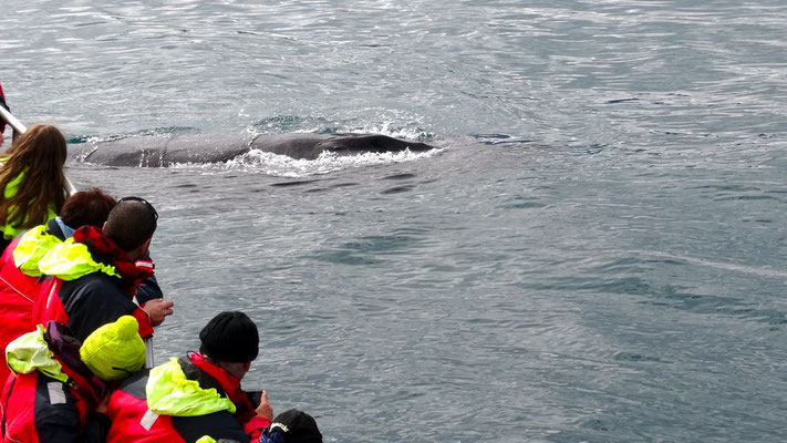 Les baleines passent près du bateau