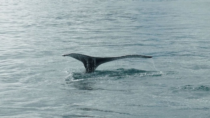 Plongeon avec vue sur la queue