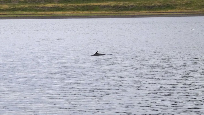 baleine de Minke