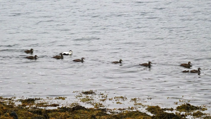 colonie d'eiders