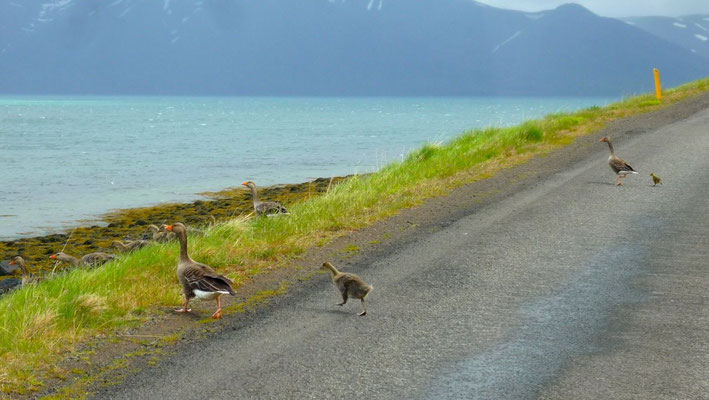 Des familles d'oies traversent la route