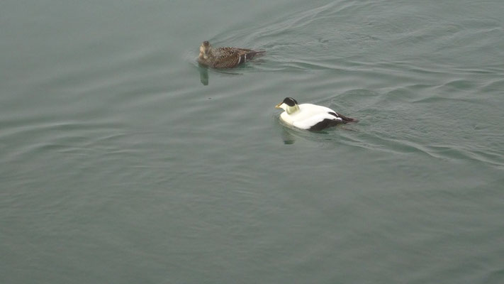 Couple d'eiders à duvet