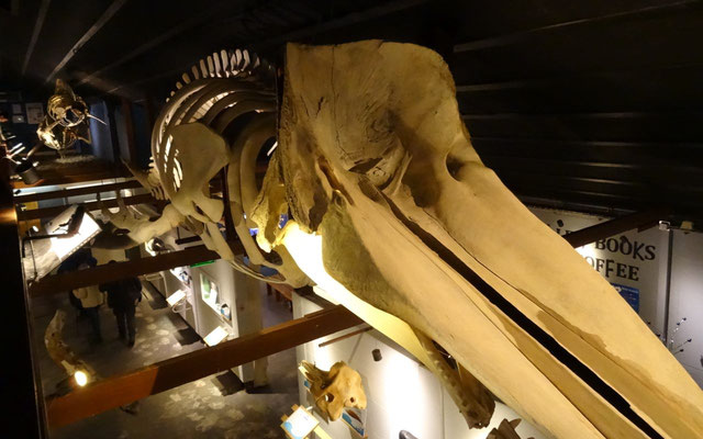 Musée des baleines