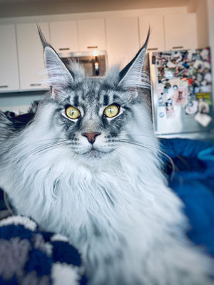 long haired cat