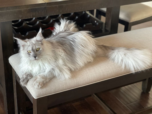 silver maine coon