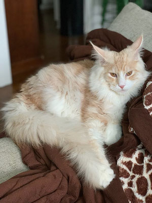 buy maine coon cat
