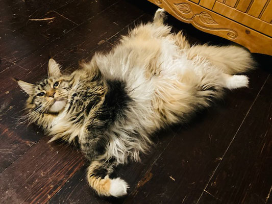 smoke maine coon