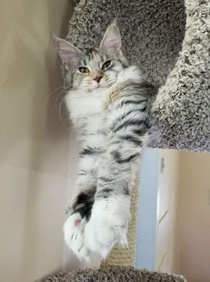 full grown maine coon