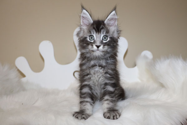 maine coon kittens for sale texas