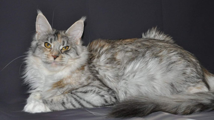 maine coon for sale