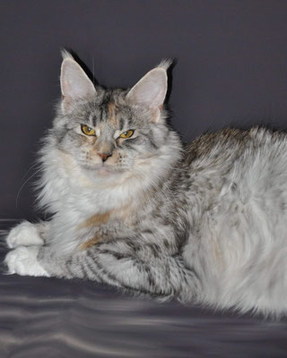 silver with white maine coon cat