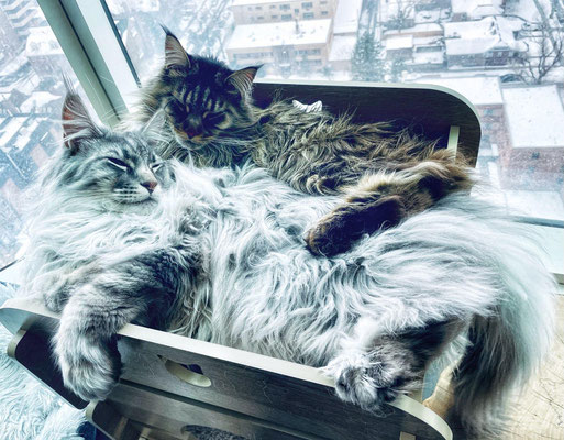 coon cats for sale