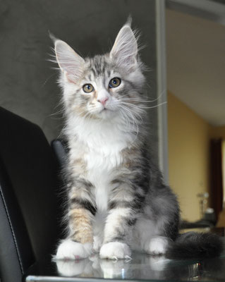 Bentley, silver classic tabby & white, male maine coon kitten