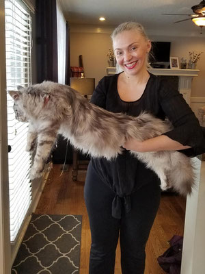 coon cats for sale