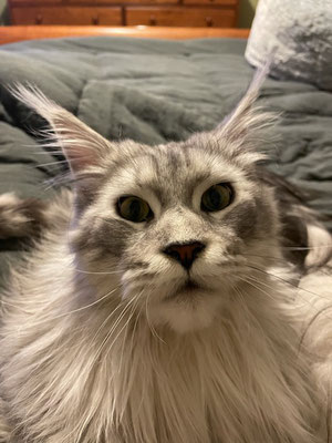 main coon kittens for sale alabama